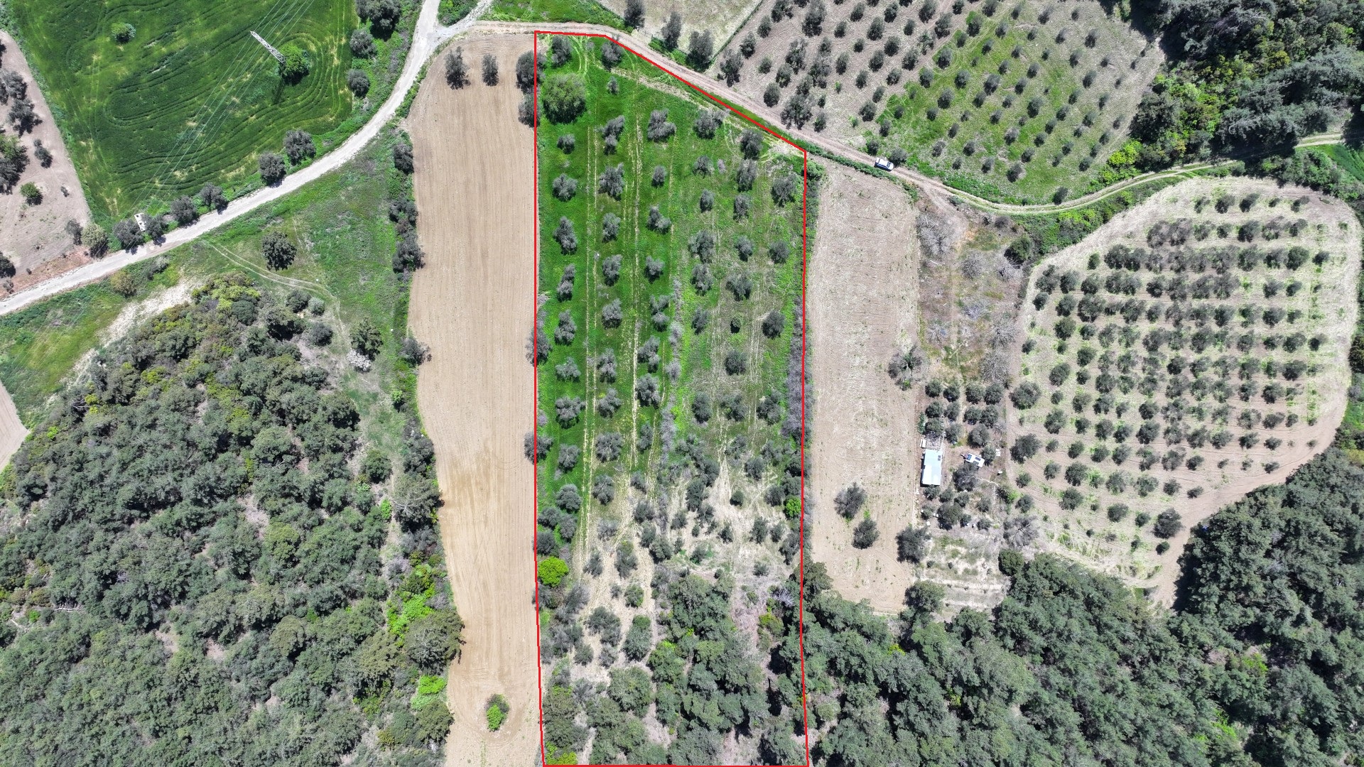 GELİBOLU ILGARDEREDE MÜSTAKİL TAPULU 4,205m2 ZEYTİNLİK